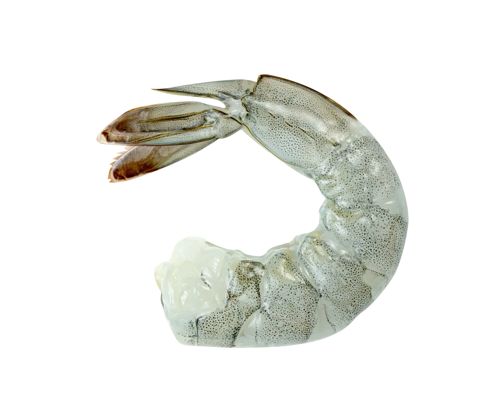 Raw Shrimp